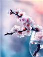 拈花一笑歌曲原唱完整版