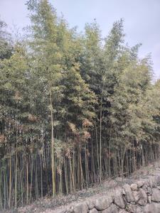 敬斋箴册